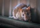 Garages and outbuildings can make the perfect new home for unwanted visitors like rats and mice