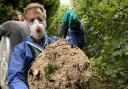 Asian Hornets nest removed at The Old Cemetery near Southampton Common.