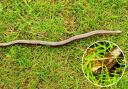 Slow worm in the New Forest