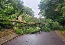 The fallen tree in Montgomery Road, Southampton