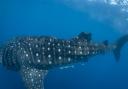 Whale shark with injury to the dorsal fin, likely to be caused by collision with a vessel