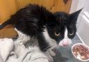 A Woolston man has spoken of his shock after his cat Bella, pictured returned home doused in petrol