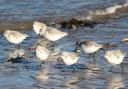 The two-week event asks people to log the different types of birds they see during an hour on the coast