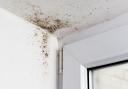 Look out for musty smells or mould spots on walls, ceilings or around windows