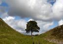 The Sycamore Gap tree was illegally felled on the night of September 27, 2023