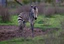 A newborn grevy's zebra