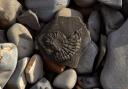 Barton-on-Sea was ranked as a great spot for fossil hunting in the South West and the UK as a whole