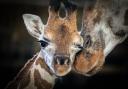 Mbonisi the giraffe calf