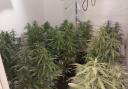 Police shared photos of the cannabis farm in the home of a Bitterne Park resident.