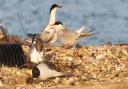 Terns that successfully bred on the raft this summer