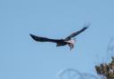 Jordan Callaghan managed to snap this soaring white-tailed eagle, the biggest bird of prey in the UK.