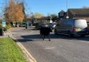 Cow on the loose in Totton