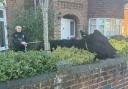 Cow lassoed by police after roaming the streets of Totton