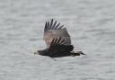 John Scamell pictured this white-tailed eagle flying over Beaulieu River in 2021 - they often hang around bodies of water to look for fish.