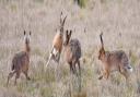 Undated handout photo issued by RSPCA of an image from a photography portfolio entitled 'Hares' by Thomas Easterbrook