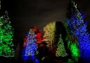 Light Up Hillier Gardens