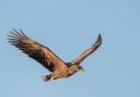 White Tailed Eagle above Lepe