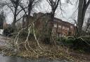 A fallen tree in Warren Crescent, Southampton