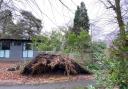 The fallen tree at Southampton Sight Hall