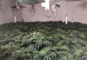 Police seized approximately 700 cannabis plants in raids in the New Forest, arresting men in separate incidents