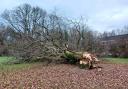 Mark Harris captured the oak tree at Fleming Avenue laying on the grass next to the play park.