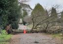 Trees uprooted in Southampton during Storm Darragh at St Mary Extra Cemetery