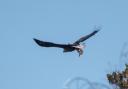 Jordan Callaghan managed to snap this soaring white-tailed eagle, the biggest bird of prey in the UK