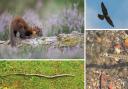 The Echo's round-up of the best animal sightings in Hampshire during 2024