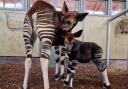 Marwell's new okapi calf with mum