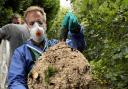 Asian Hornets nest removed at The Old Cemetery near Southampton Common