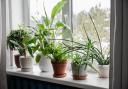 A bathroom staple could help keep your houseplants healthy this year