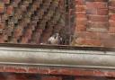Graham Snelgar spotted this peregrine falcon in Gosport, while other photographers caught the world's fastest animal in Southampton.