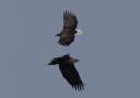 Two white tailed eagles soaring above Southampton