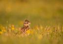 The highest ever numbers of woodlark have been found in the New Forest