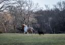 A pony in the New Forest was chased by a dog
