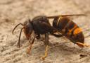 A new study has found that Asian hornets have become an 'extra threat' to wildlife as they continue to eat a wide range of insects.