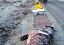 New Forest Roads Awareness