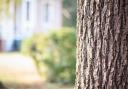 Southampton City Council is currently reviewing several tree preservation applications