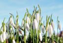 Snowdrop flowers often signal the arrival of Spring