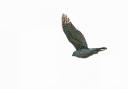 Daily Echo Camera Club member Chris Cowell caught this goshawk in full stretch in Hampshire.
