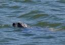 A seal in the River Itchen
