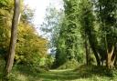 Selborne Common