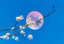 The Pink Moon will be visible in UK skies this week