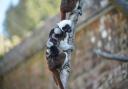 The tamarin twins were born just in time for National Siblings Day