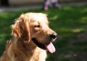 Dog owners could be fined thousands for failing to secure their pets