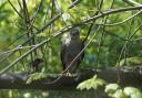 Daily Echo Camera Club member John Scamell spotted this sparrowhawk near Southampton.