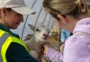 Thousands flock to Westlands Farm Shop in Meon Valley for sold-out lambing event