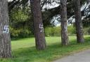 The Swastikas daubed on trees in Southampton Common