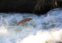 Atlantic salmon on brink in River Itchen as urgent action plan launched