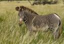 Marwell Wildlife conservationists have started the 'Save Our Stripes' campaign.